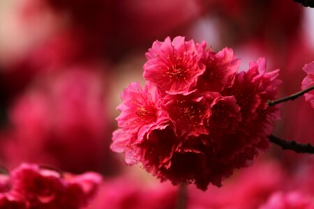 Red cherry blossom cold fei sakura photo