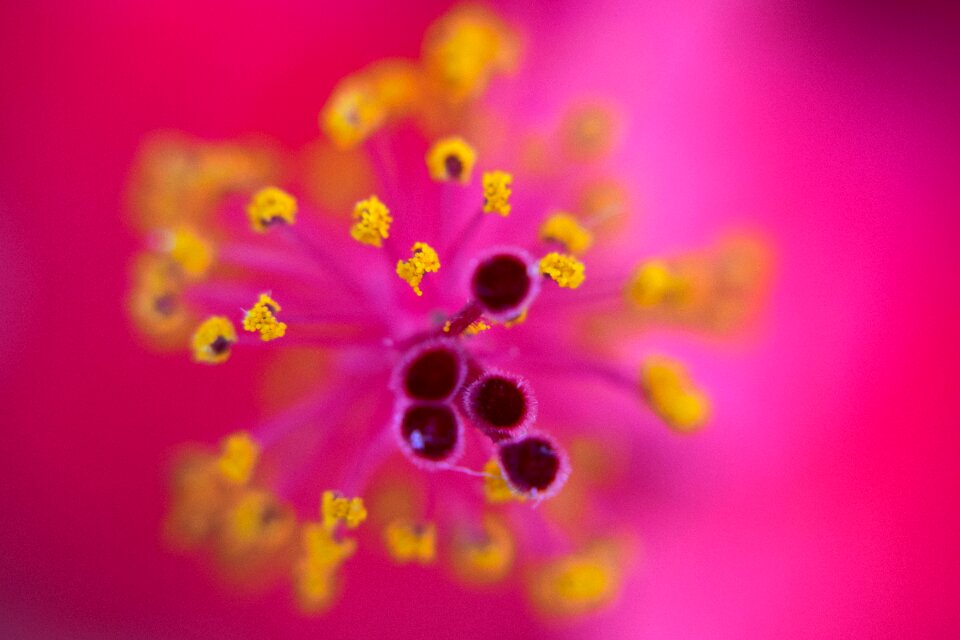 Colorful backgrounds pink website