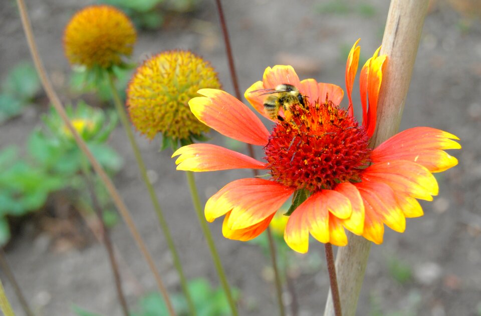 Flowers nature insect