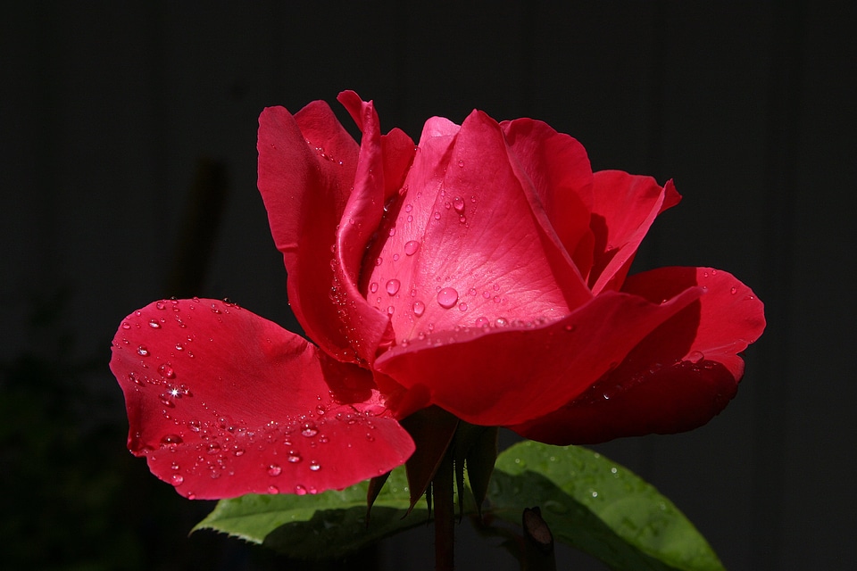 Romance drop velvet