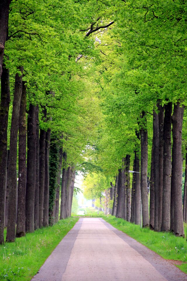 Netherlands green nature