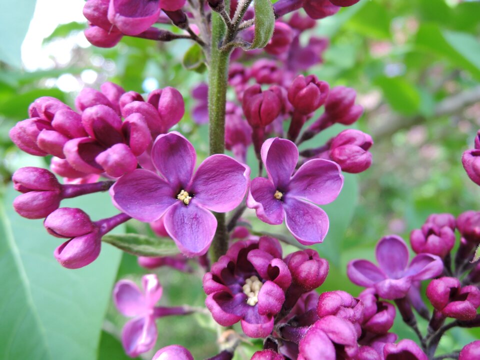 Flowering tree spring nature