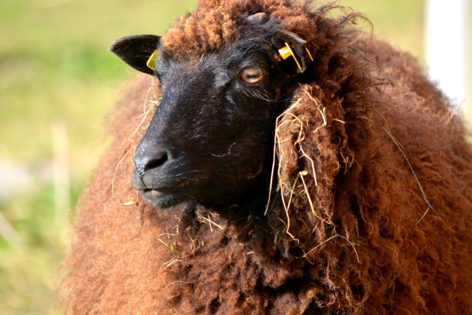 Animals sheep mecklenburg