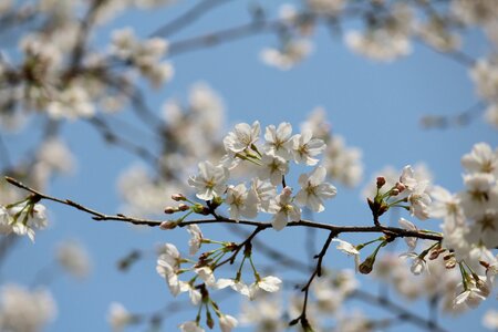 Cherry blossom yoshino japanese cherry blossom