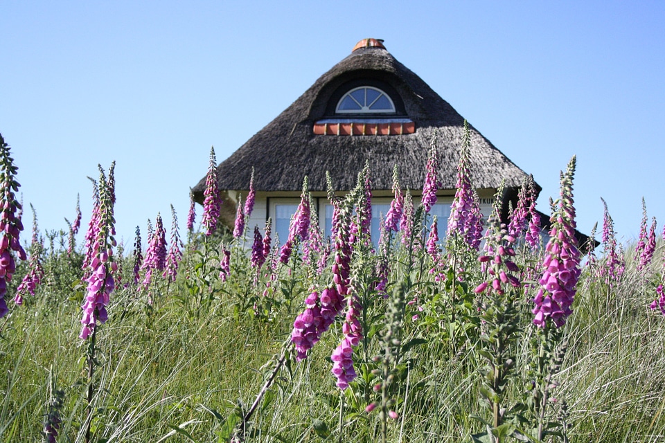 Summer cottage foxglove dunes