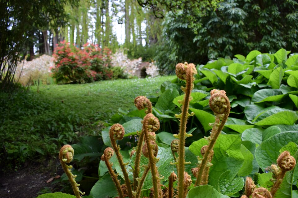 Fern nature in the green