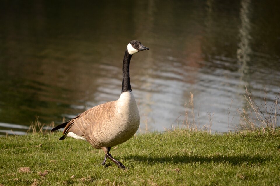 Goose walking walking goose photo