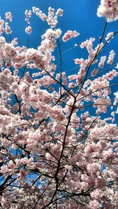 Flower tree spring cherry blossom photo