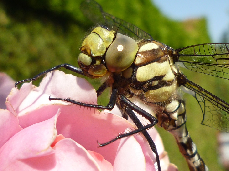 Insect macro macro photography