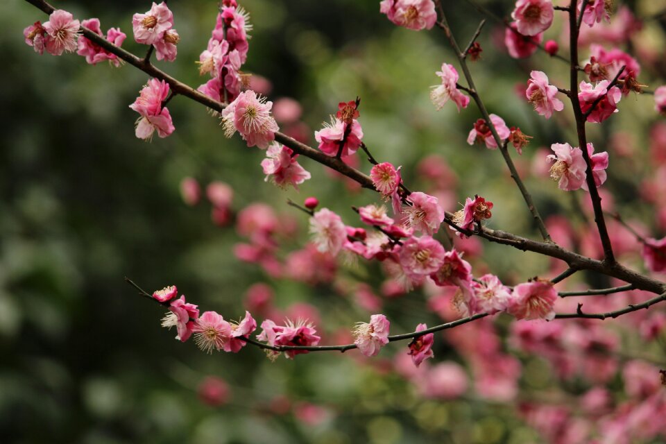 Flowers and trees plum palace powder plum