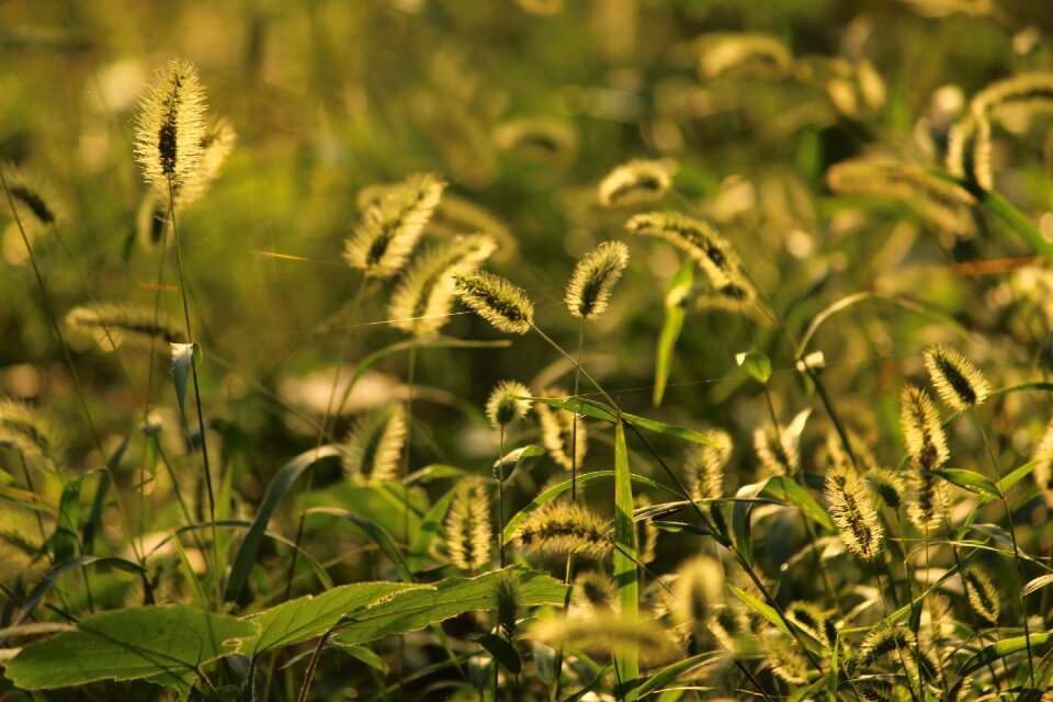 The dog's tail grass sunshine autumn