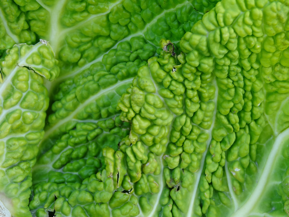 Vegetables agriculture head cabbage
