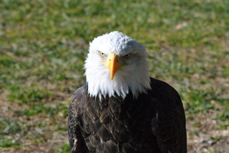 Eagle animal peak