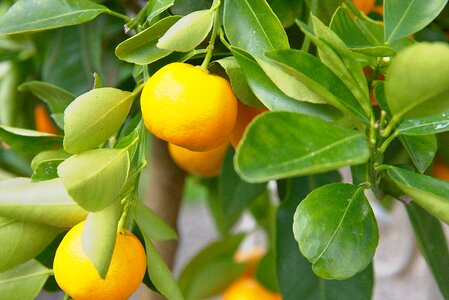 Fresh citrus fruit branch photo
