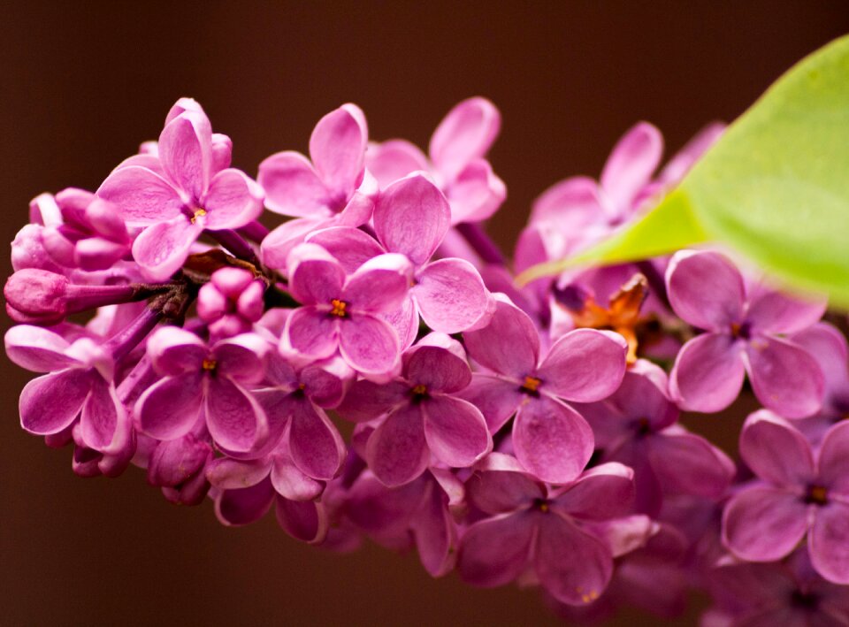 Flower summer