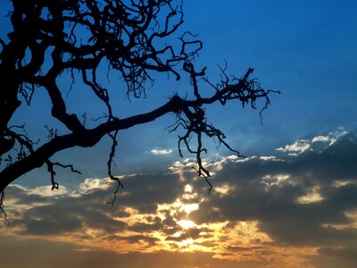 Sunset tree bella photo