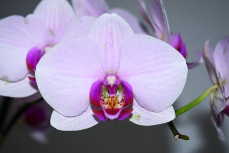 Flowers purple orchid nature