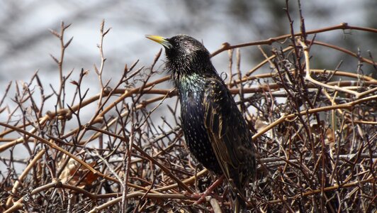 Starling common nature branches