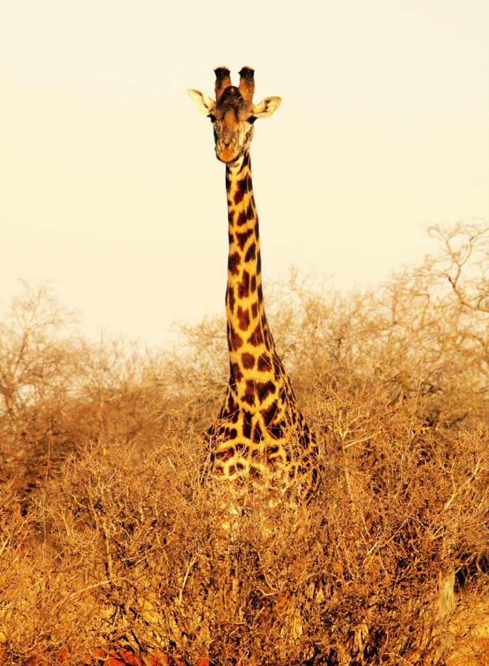 Giraffe kenya tsavo west national park