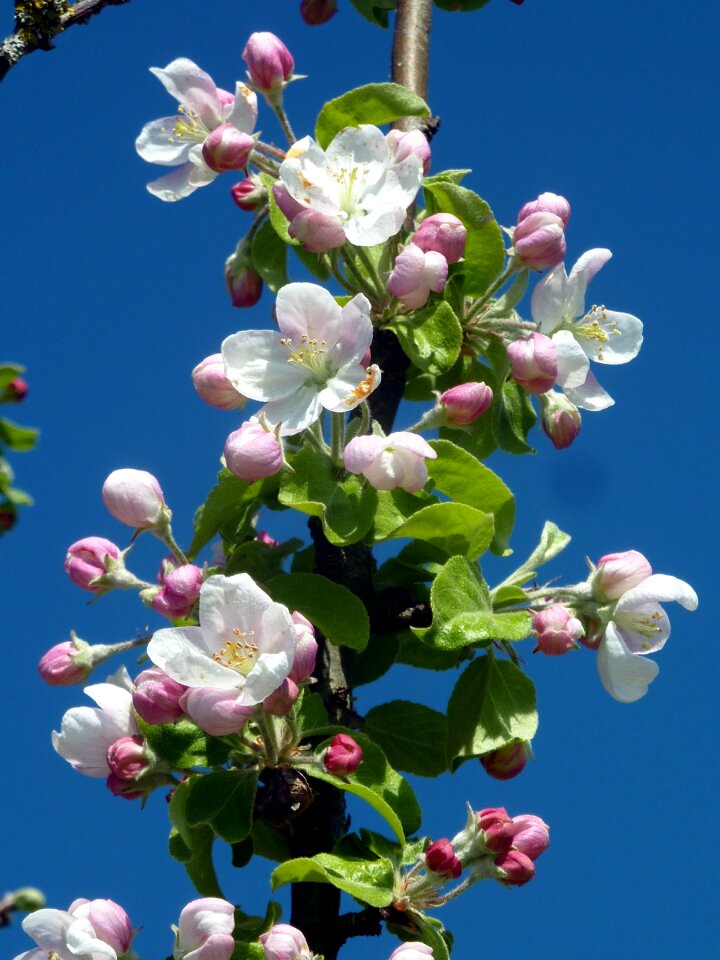 Sky blue flowering