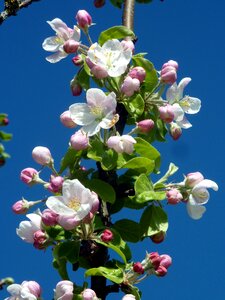 Sky blue flowering