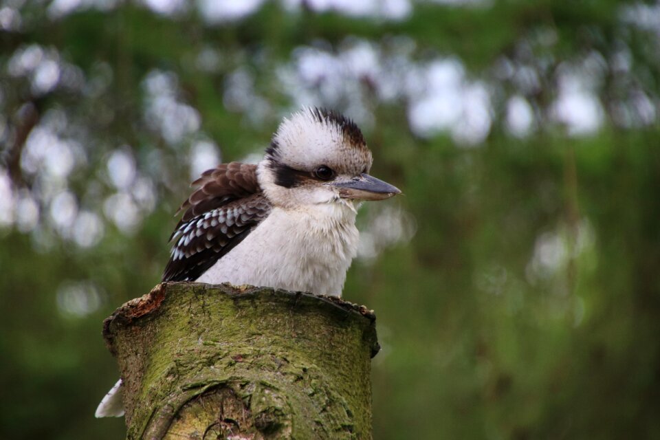 Australia wildlife beak