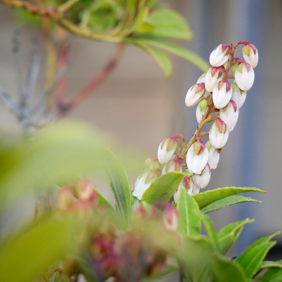 Bloom plants flowers