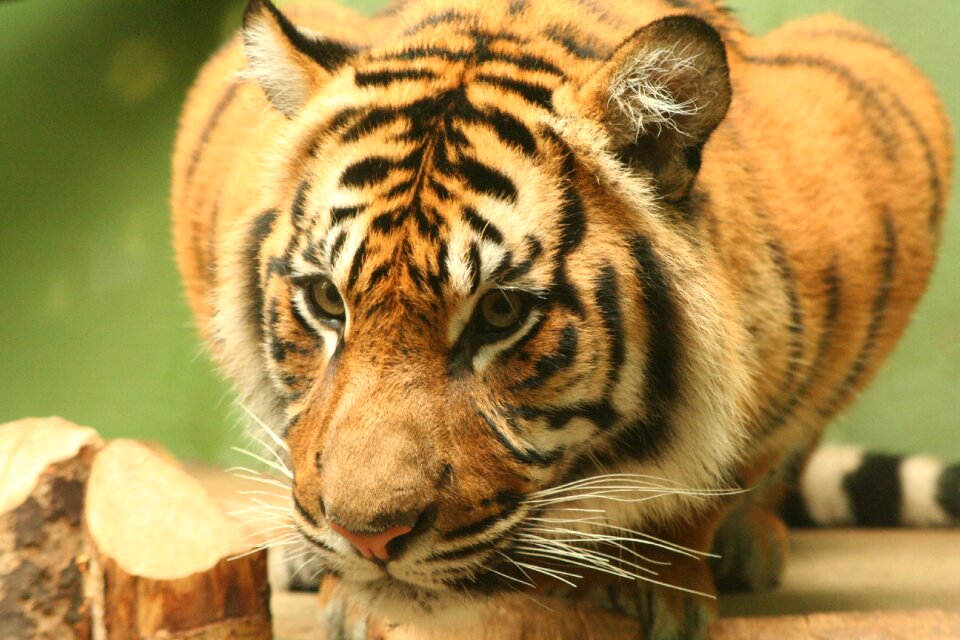 Tiger animal zoo photo