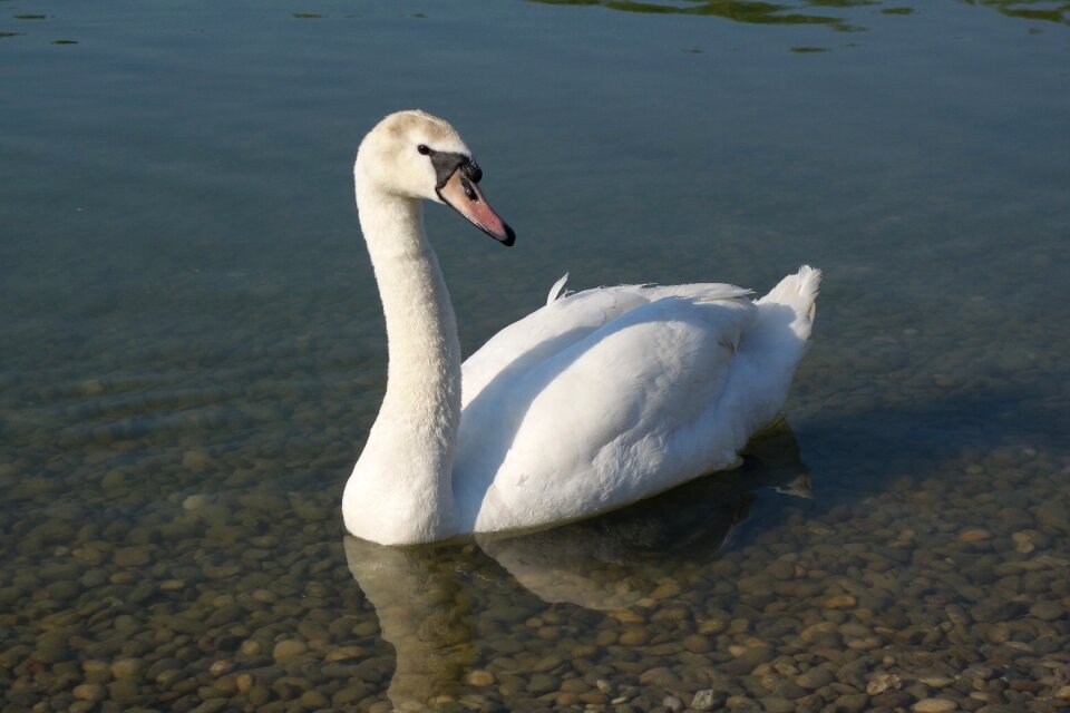 Swimming lake peaceful