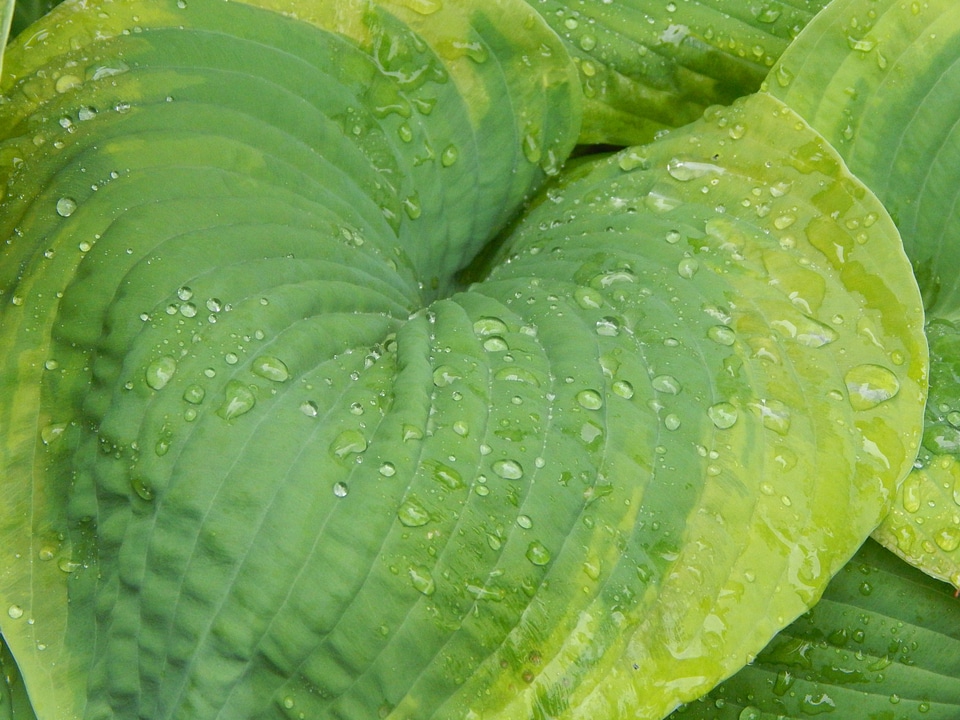 Nature gardening rain