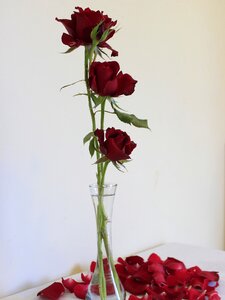 Rosa nature flower