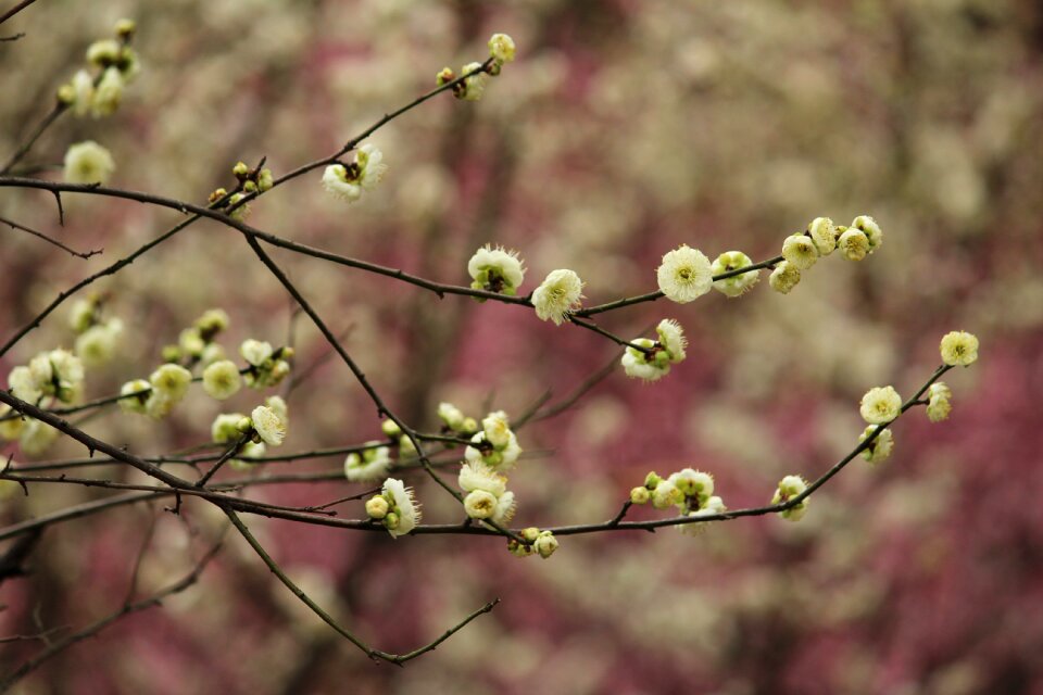 Plant plum blossom green calyx