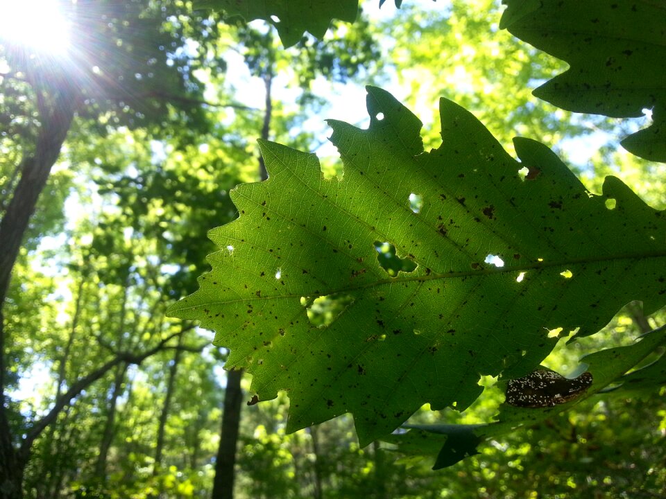 Foliage defoliation leaf