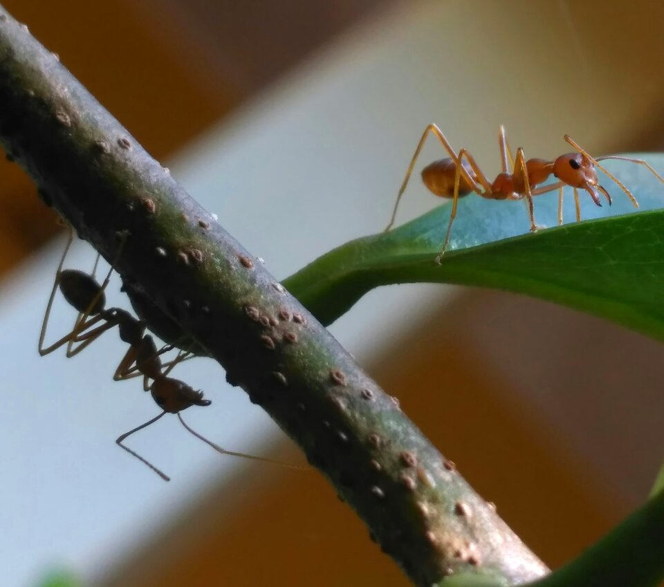 Photography macro ants