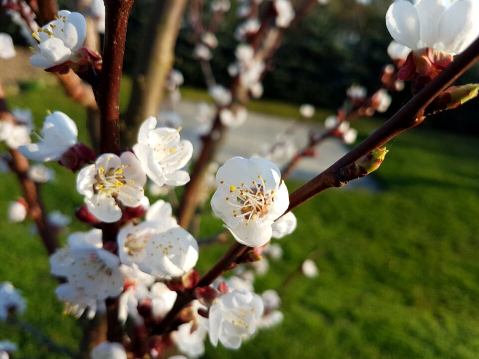 Flowers colors white