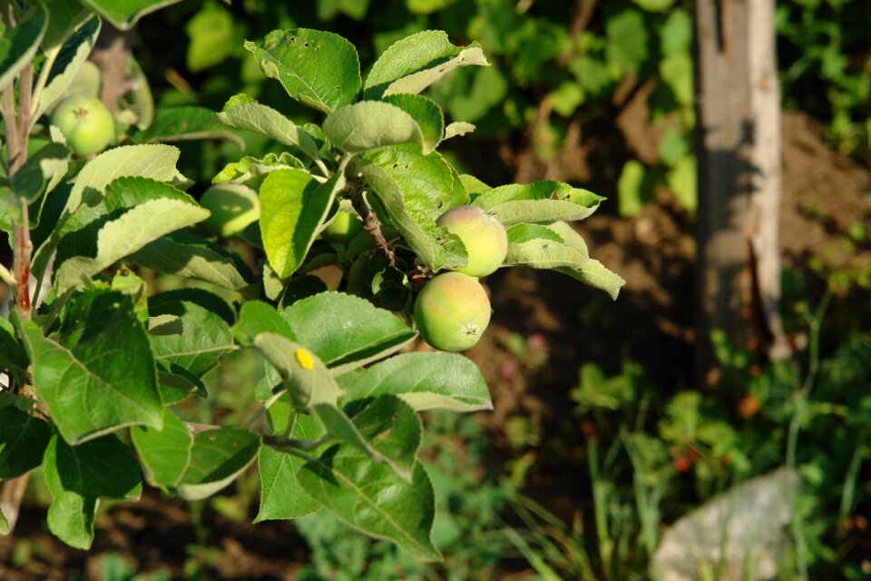 Garden not mature vegetable garden