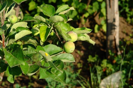 Garden not mature vegetable garden