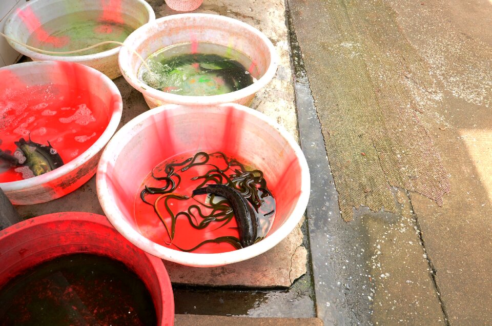 Fresh marine cuisine