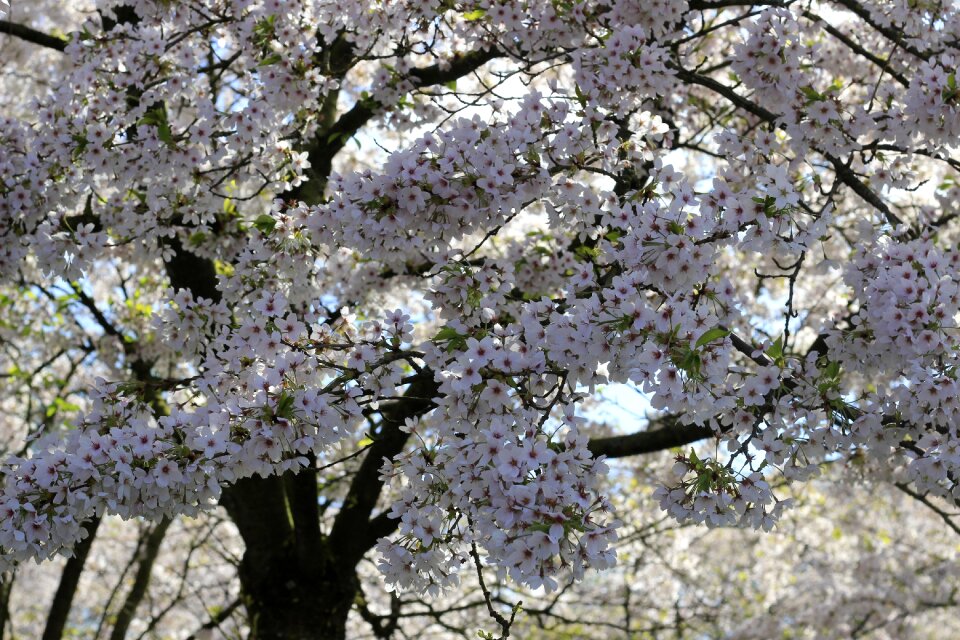 Spring sakura