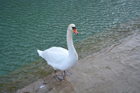 Bird lake water annecy