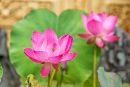 Lotus buddha pond