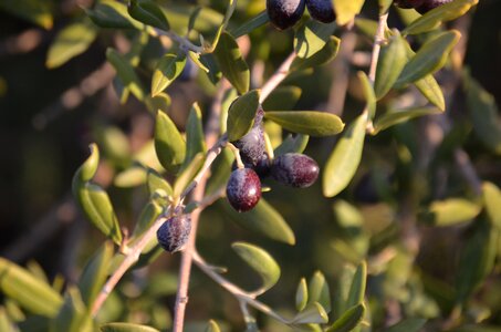 Wild olive olives crazy olives