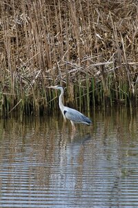 Wild birds gray heron heron photo