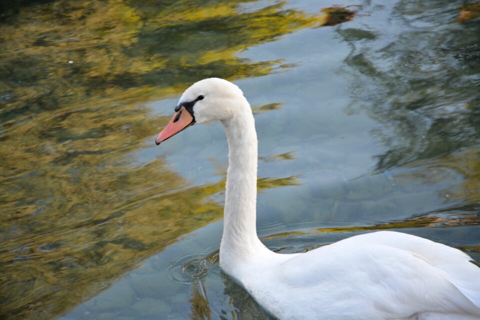 White nature animal