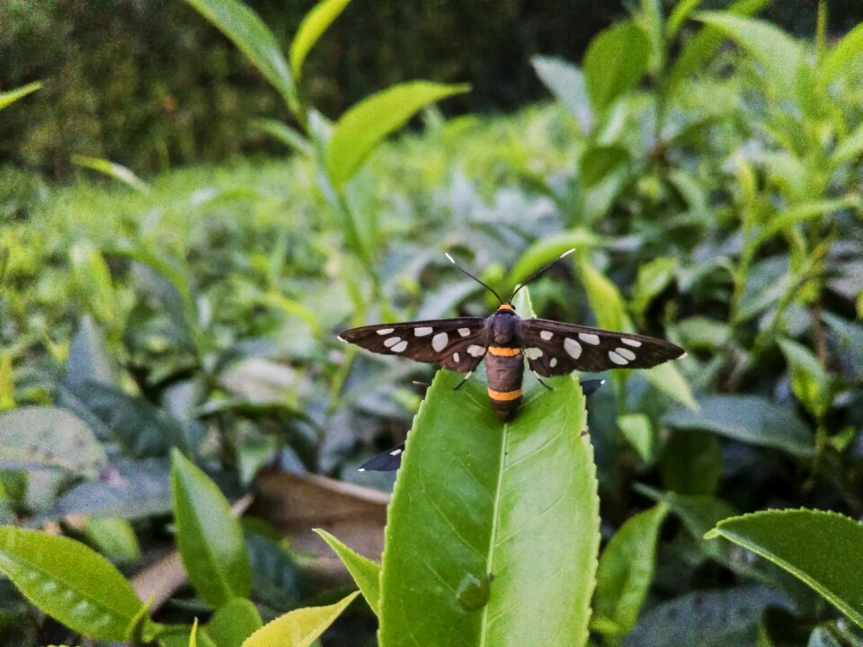 Nature pest wildlife