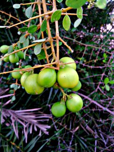 Berry fruits