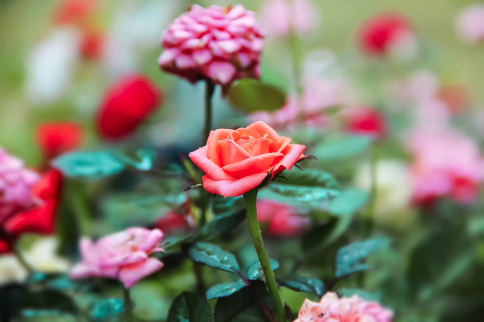 Petal floral romantic