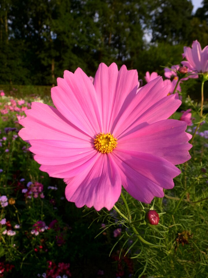 Bloom flower summer