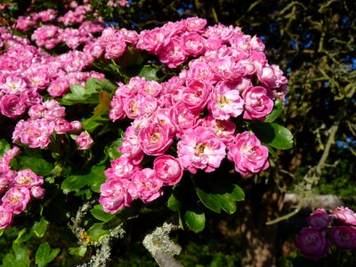 Pink red pink flower photo