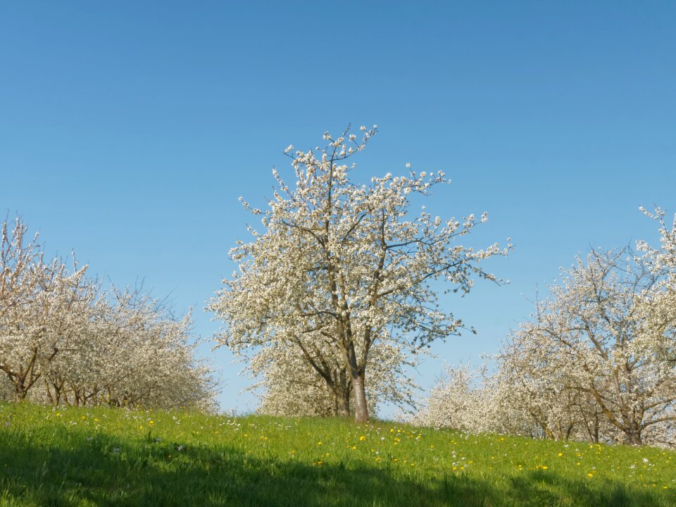 Flowering flower fruit tree